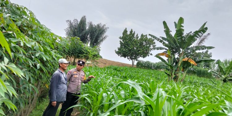 Ulat Daun Serang Jagung Petani, Bhabinkamtibmas Siantar Utara Turun Langsung Beri Semangat Ulat Daun Serang Jagung Petani, Bhabinkamtibmas Siantar Utara Turun Langsung Beri Semangat