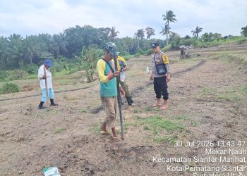 Dukung Ketahanan Pangan, Bhabinkamtibmas Siantar Timur Turun Cek Lahan Jagung Petani Binaan