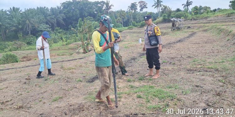 Dukung Ketahanan Pangan, Bhabinkamtibmas Siantar Timur Turun Cek Lahan Jagung Petani Binaan Dukung Ketahanan Pangan, Bhabinkamtibmas Siantar Timur Turun Cek Lahan Jagung Petani Binaan