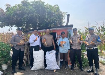 Polsek Siantar Selatan Panen Jagung Bersama Petani Binaan, Wujud Nyata Dukung Ketahanan Pangan