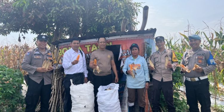 Polsek Siantar Selatan Panen Jagung Bersama Petani Binaan, Wujud Nyata Dukung Ketahanan Pangan