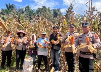 Dukung Ketahanan Pangan, Polsek Siantar Selatan Panen Jagung Bersama Petani Binaan