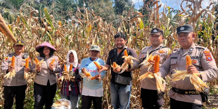 Dukung Ketahanan Pangan, Polsek Siantar Selatan Panen Jagung Bersama Petani Binaan