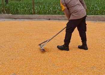 Bhabinkamtibmas Polsek Siantar Selatan Turun Tangan Jemur Jagung Petani Binaan, Perkuat Ketahanan Pangan