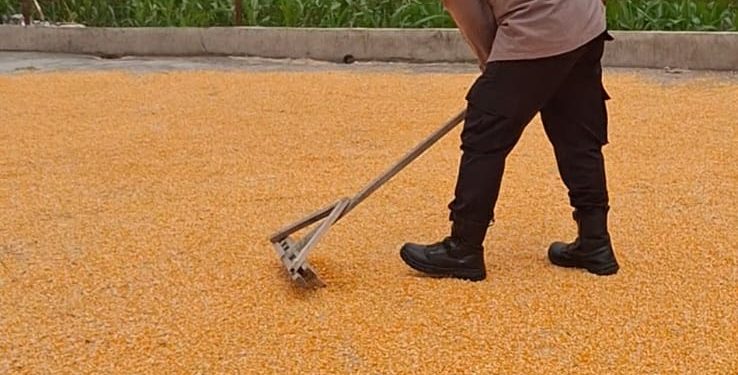 Bhabinkamtibmas Polsek Siantar Selatan Turun Tangan Jemur Jagung Petani Binaan, Perkuat Ketahanan Pangan Bhabinkamtibmas Polsek Siantar Selatan Turun Tangan Jemur Jagung Petani Binaan, Perkuat Ketahanan Pangan