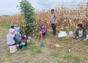 Panen Jagung Bersama Petani, Bhabinkamtibmas Siantar Marihat Perkuat Ketahanan Pangan