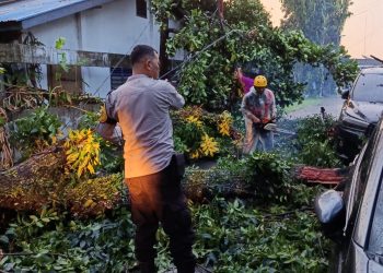 Gerak Cepat Polsek Siantar Timur Evakuasi Pohon Tumbang Timpa Dua Mobil