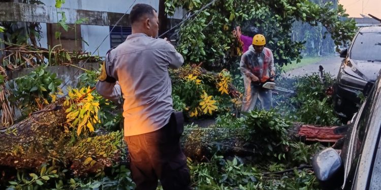 Gerak Cepat Polsek Siantar Timur Evakuasi Pohon Tumbang Timpa Dua Mobil Gerak Cepat Polsek Siantar Timur Evakuasi Pohon Tumbang Timpa Dua Mobil