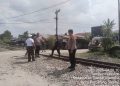 Karyawan PT KAI Tersambar Kereta Api di Tambun Timur, Polsek Siantar Martoba Bergerak Cepat