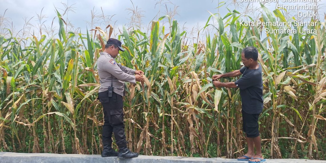 Dukung Ketahanan Pangan, Polsek Siantar Marihat Pantau Lahan Jagung Petani Binaan