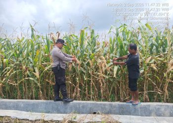 Dukung Ketahanan Pangan, Polsek Siantar Marihat Kawal Jagung Petani hingga Panen