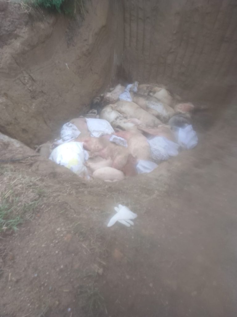 PETA SUMUT Desak Penindakan Hukum PT Allegrindo Nusantara Atas Dugaan Pencemaran Danau Toba dan Pelanggaran Tata Ruang