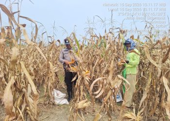 Panen Jagung di Simarimbun, Bhabinkamtibmas Dampingi Petani Binaan Dukung Ketahanan Pangan