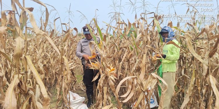 Panen Jagung di Simarimbun, Bhabinkamtibmas Dampingi Petani Binaan Dukung Ketahanan Pangan Panen Jagung di Simarimbun, Bhabinkamtibmas Dampingi Petani Binaan Dukung Ketahanan Pangan