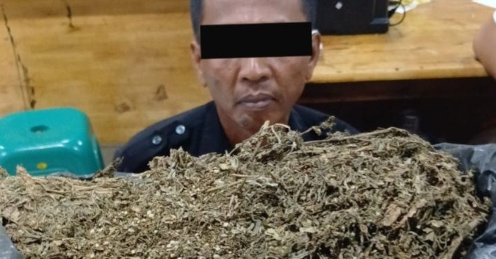 Satresnarkoba Polrestabes Medan Tangkap Oknum Security Pengedar Ganja