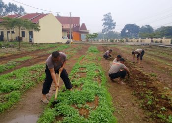 Dukung Ketahanan Pangan, Brimob Sumut Rawat Lahan Kacang Tanah untuk Perkuat Kemandirian