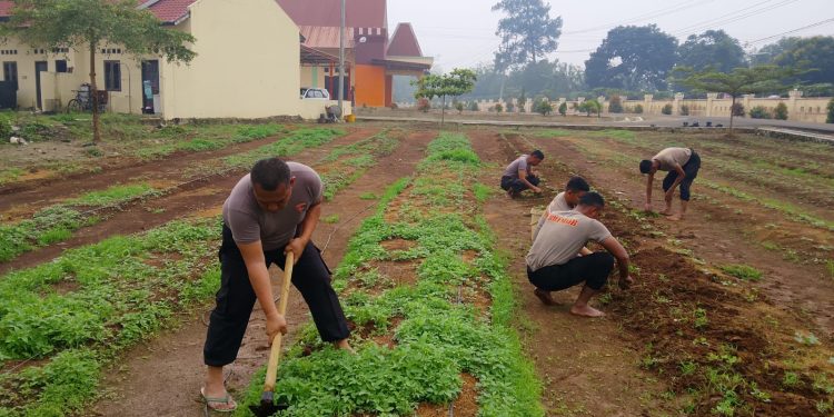 Dukung Ketahanan Pangan, Brimob Sumut Rawat Lahan Kacang Tanah untuk Perkuat Kemandirian