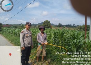 Jagung Hibrida Dua Tongkol Jadi Andalan, Polsek Dolok Silau Pantau Panen Desember