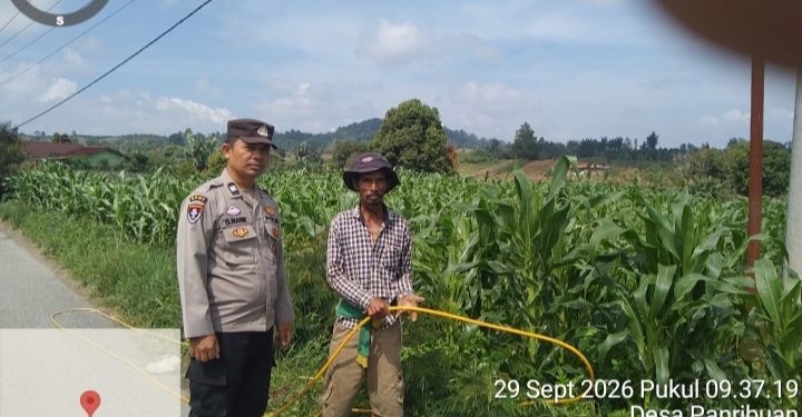 Jagung Hibrida Dua Tongkol Jadi Andalan, Polsek Dolok Silau Pantau Panen Desember