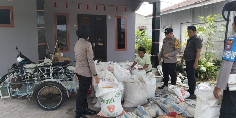 Bukan Sekadar Jaga Kamtibmas, Polsek Siantar Selatan Turun ke Ladang Panen Jagung Bersama Petani Bukan Sekadar Jaga Kamtibmas, Polsek Siantar Selatan Turun ke Ladang Panen Jagung Bersama Petani