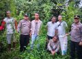 12 Batang Tanaman Ganja Ditemukan di Ladang, Pria 47 Tahun Diamankan Polsek Panei Tongah