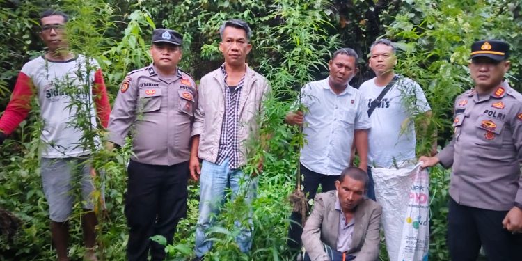 12 Batang Tanaman Ganja Ditemukan di Ladang, Pria 47 Tahun Diamankan Polsek Panei Tongah