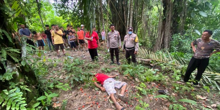 Naas Saat Panen, Petani 59 Tahun Tewas Tertimpa Buah Sawit di Raya Kahean Naas Saat Panen, Petani 59 Tahun Tewas Tertimpa Buah Sawit di Raya Kahean