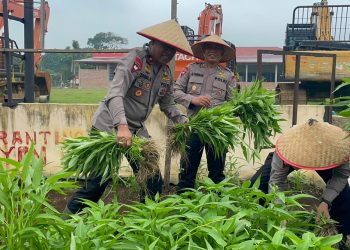 Panen Sayur di KRPL, Batalyon C Pelopor Brimob Sumut Perkuat Ketahanan Pangan dan Soliditas Personel