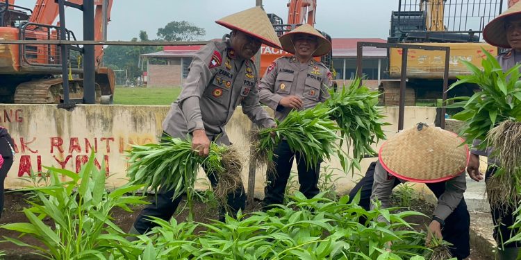 Panen Sayur di KRPL, Batalyon C Pelopor Brimob Sumut Perkuat Ketahanan Pangan dan Soliditas Personel Panen Sayur di KRPL, Batalyon C Pelopor Brimob Sumut Perkuat Ketahanan Pangan dan Soliditas Personel