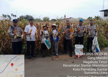 Dukung Ketahanan Pangan, Polsek Siantar Selatan Dampingi Petani Panen Jagung di Nagahuta Timur