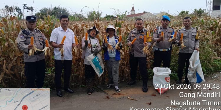 Dukung Ketahanan Pangan, Polsek Siantar Selatan Dampingi Petani Panen Jagung di Nagahuta Timur
